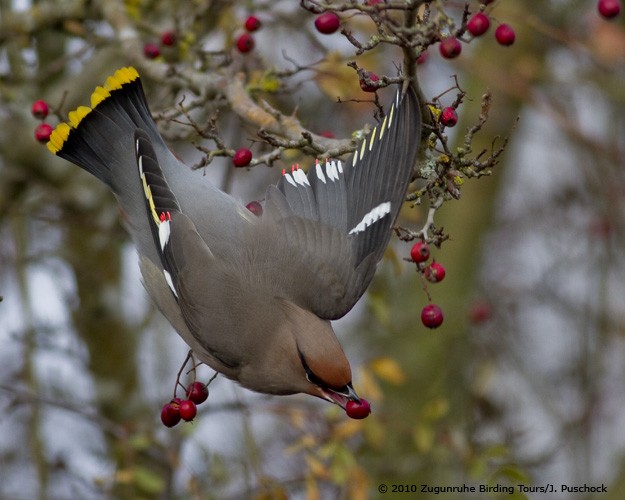 Bohemian Waxwing - ML645969513