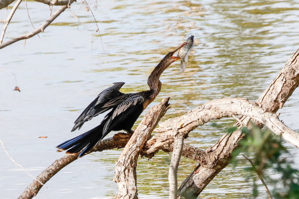 amerikaslangehals - ML645969514