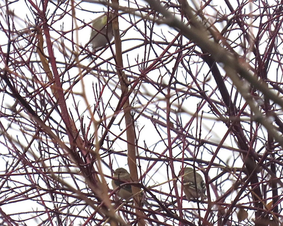 gulstillits - ML645969515