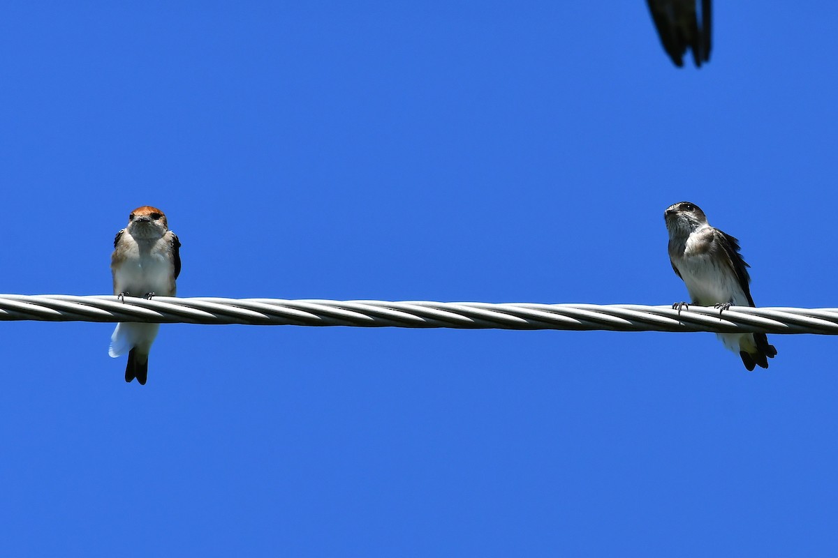 eukalyptussvale - ML645969516