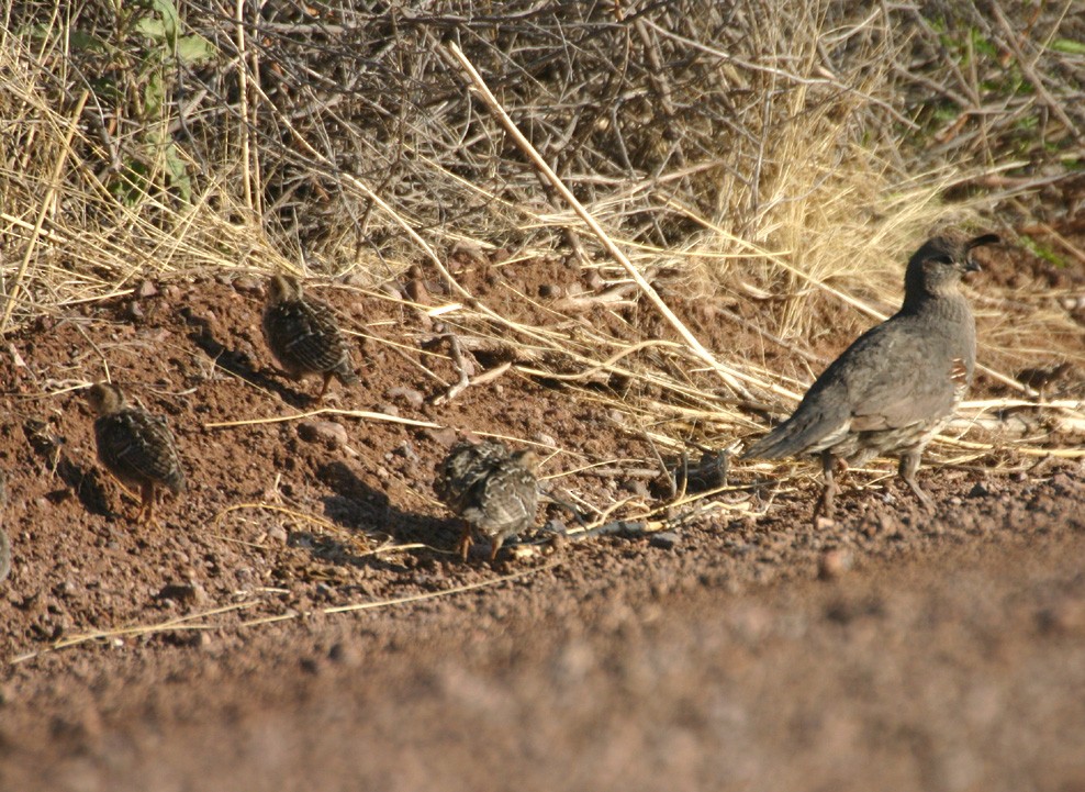 svartbukvaktel - ML645969517