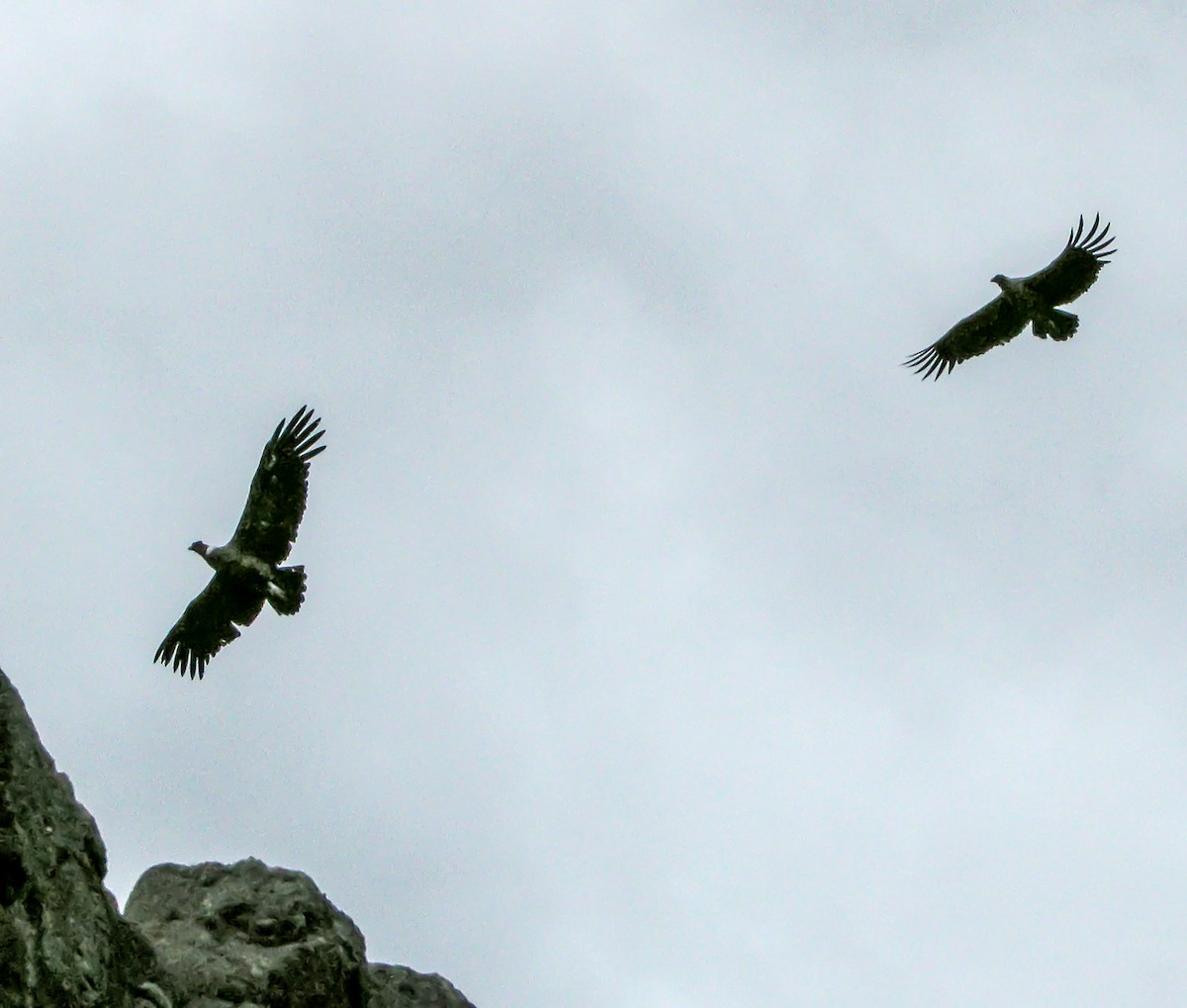 andeskondor - ML645969518