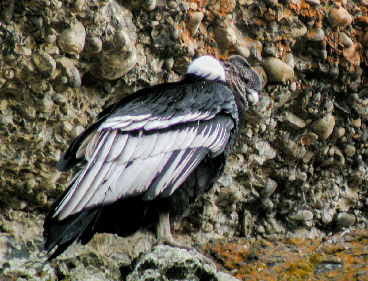 andeskondor - ML645969519