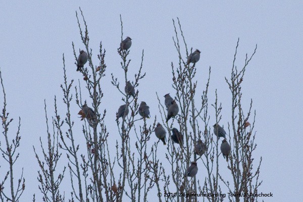 Bohemian Waxwing - ML645969525