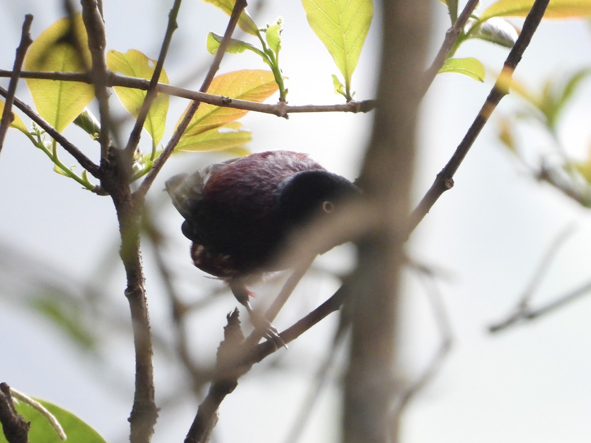 Maroon Oriole - ML645969528