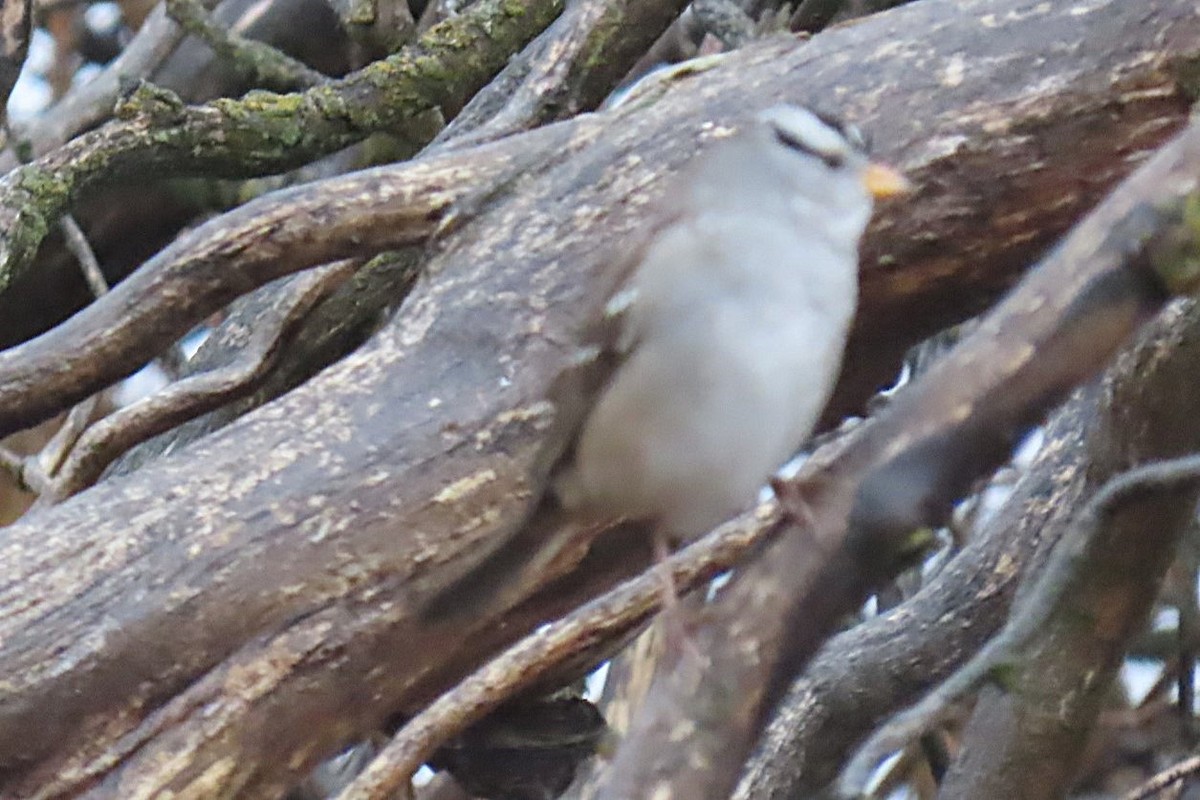 White-crowned Sparrow - ML645969532