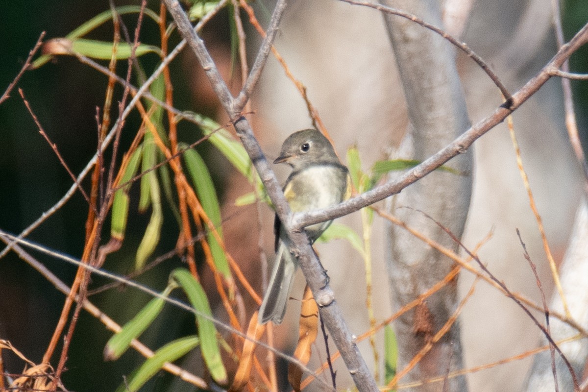 חטפית Empidonax בלתי-מזוהה - ML645969535