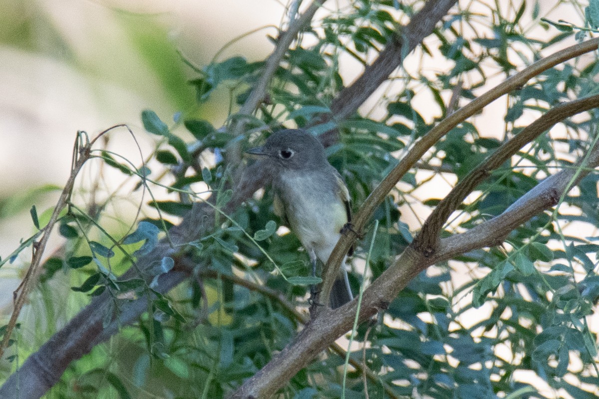 חטפית Empidonax בלתי-מזוהה - ML645969536