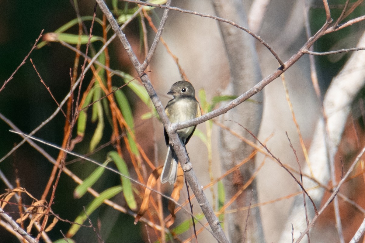 חטפית Empidonax בלתי-מזוהה - ML645969537