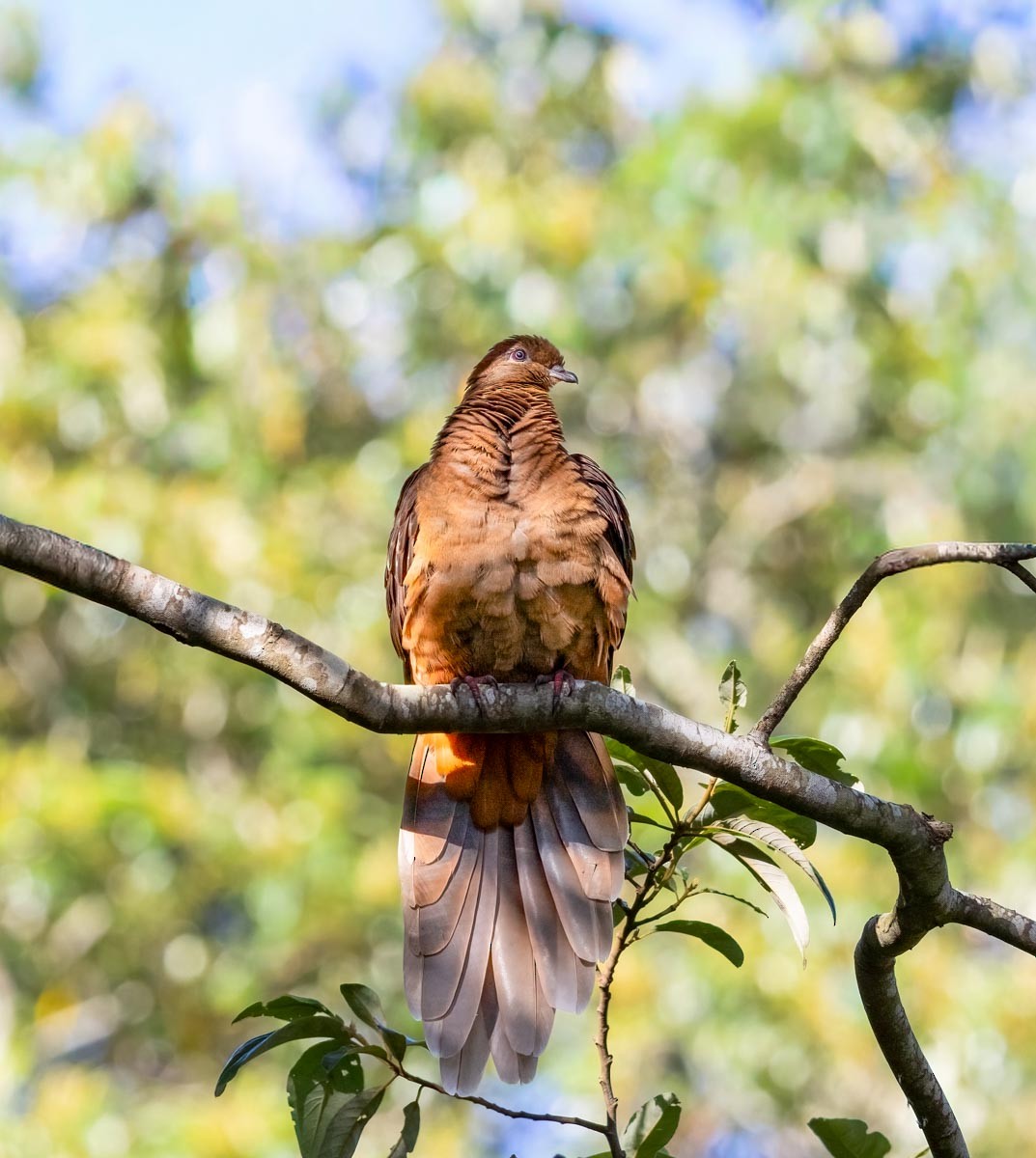 kanelgjøkdue - ML645969538