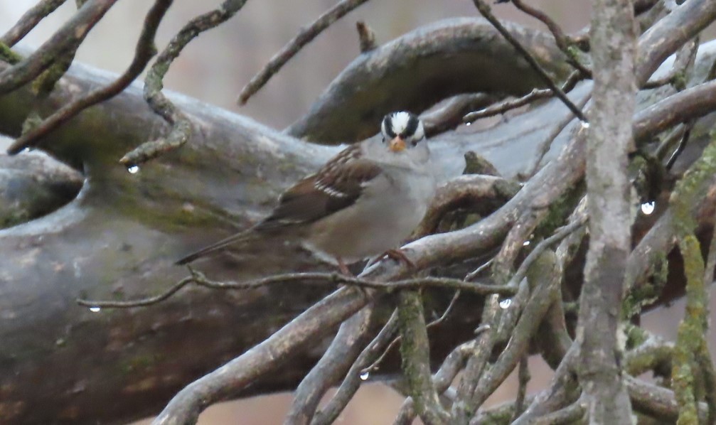 White-crowned Sparrow - ML645969539