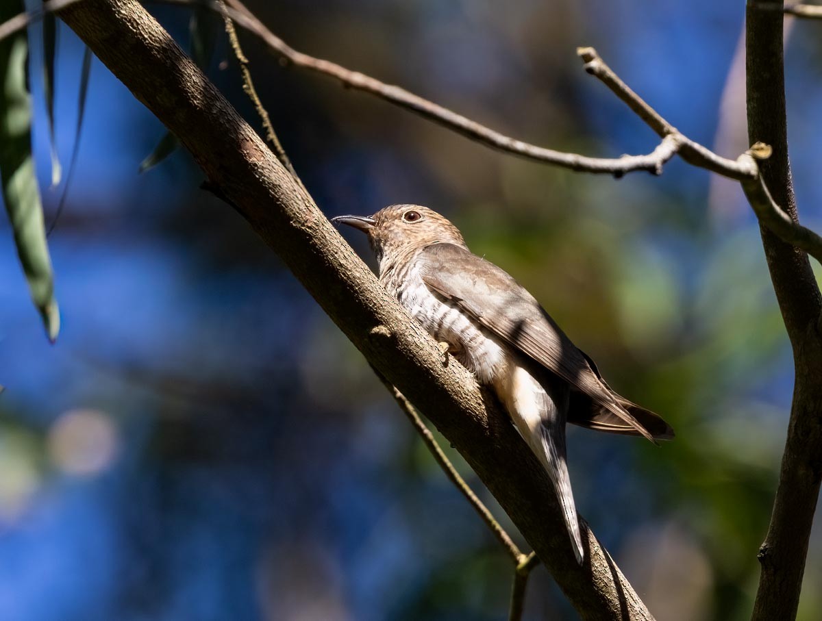 Sahul Brush Cuckoo - ML645969540