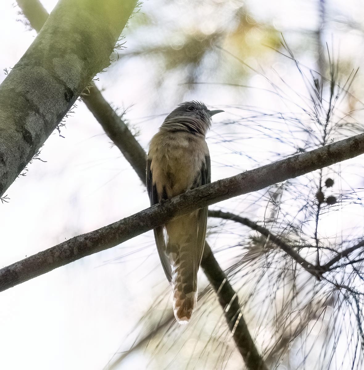 Sahul Brush Cuckoo - ML645969541