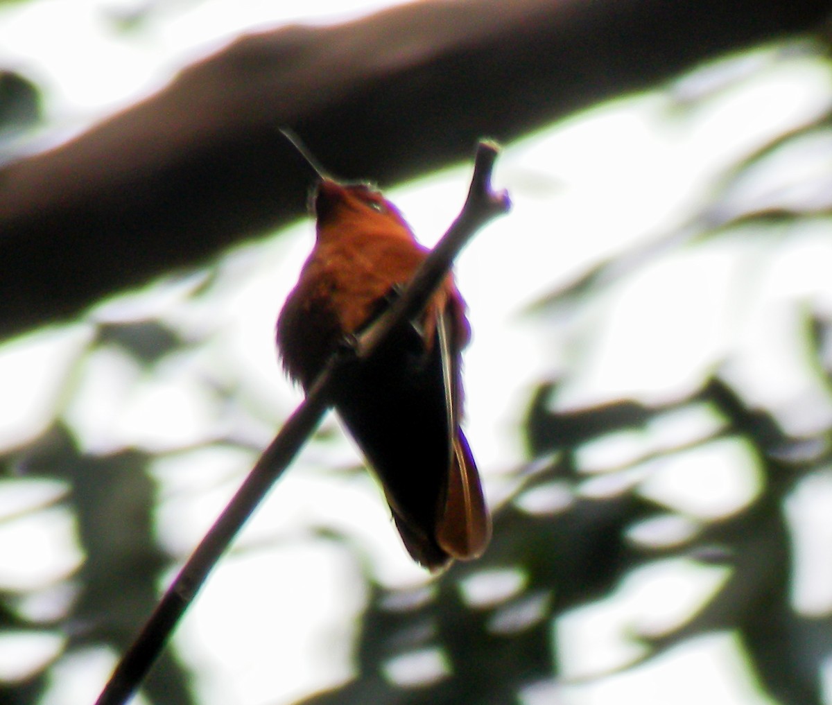 Колібрі фернандеський - ML645969544