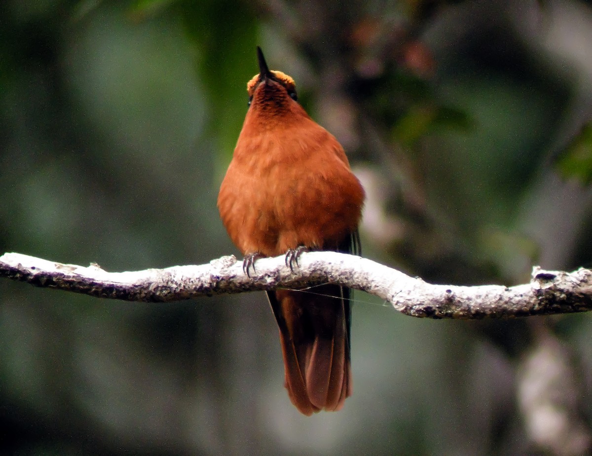 Колібрі фернандеський - ML645969546