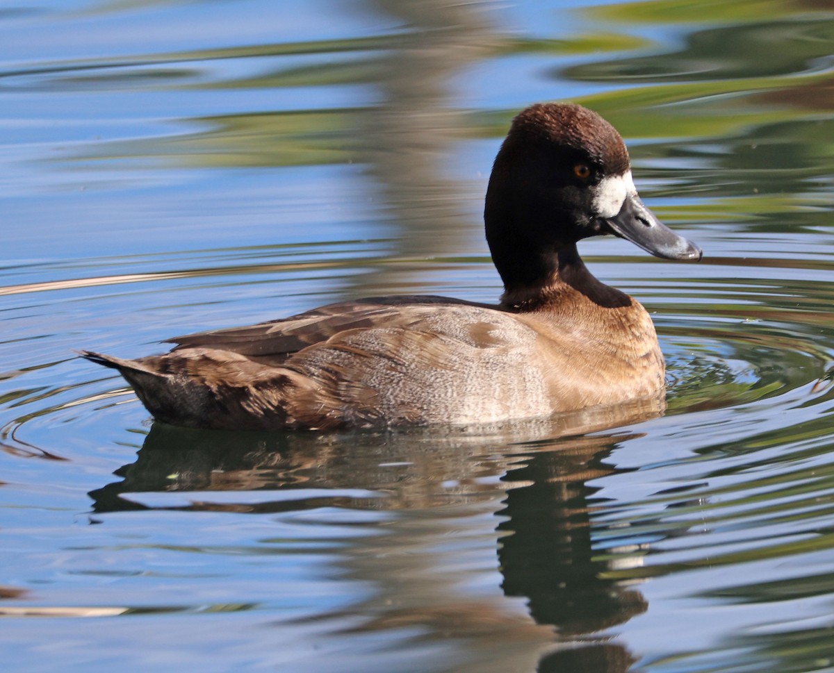 Lesser Scaup - ML645969549