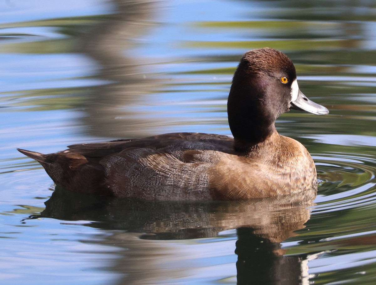 Lesser Scaup - ML645969550