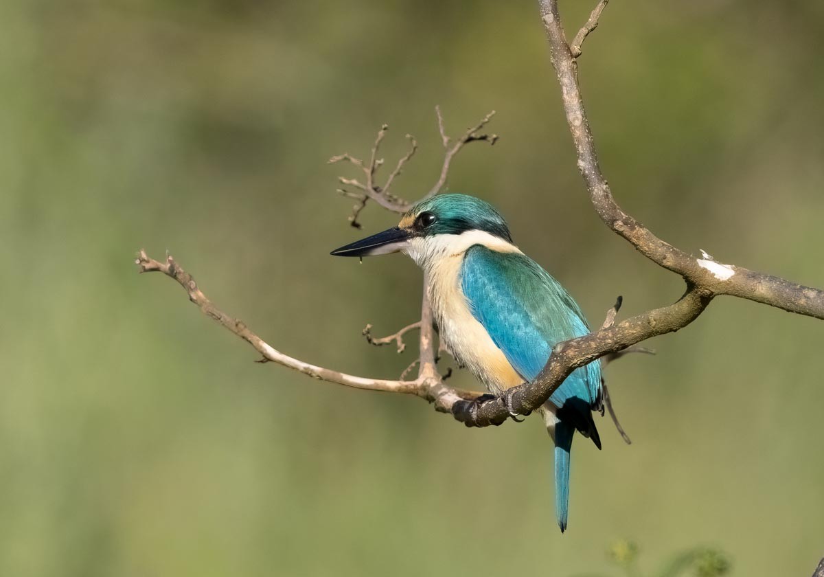 Sacred Kingfisher - ML645969551