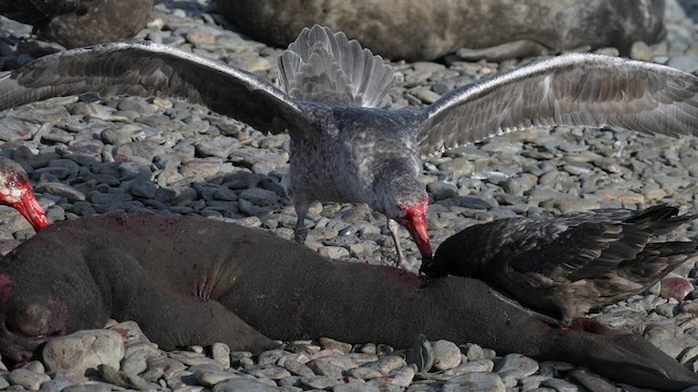 Southern Giant-Petrel - ML645969566