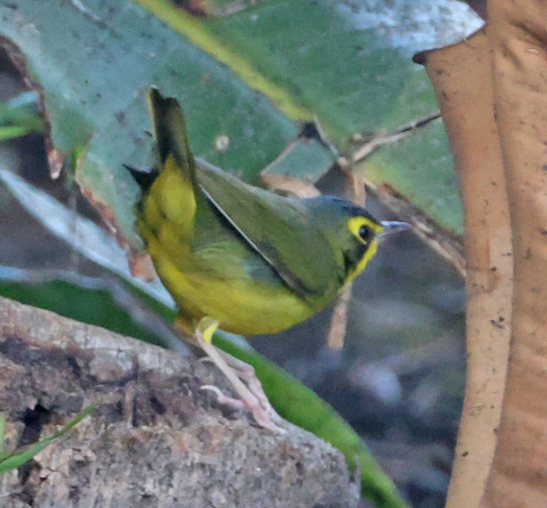 Kentucky Warbler - ML645969568