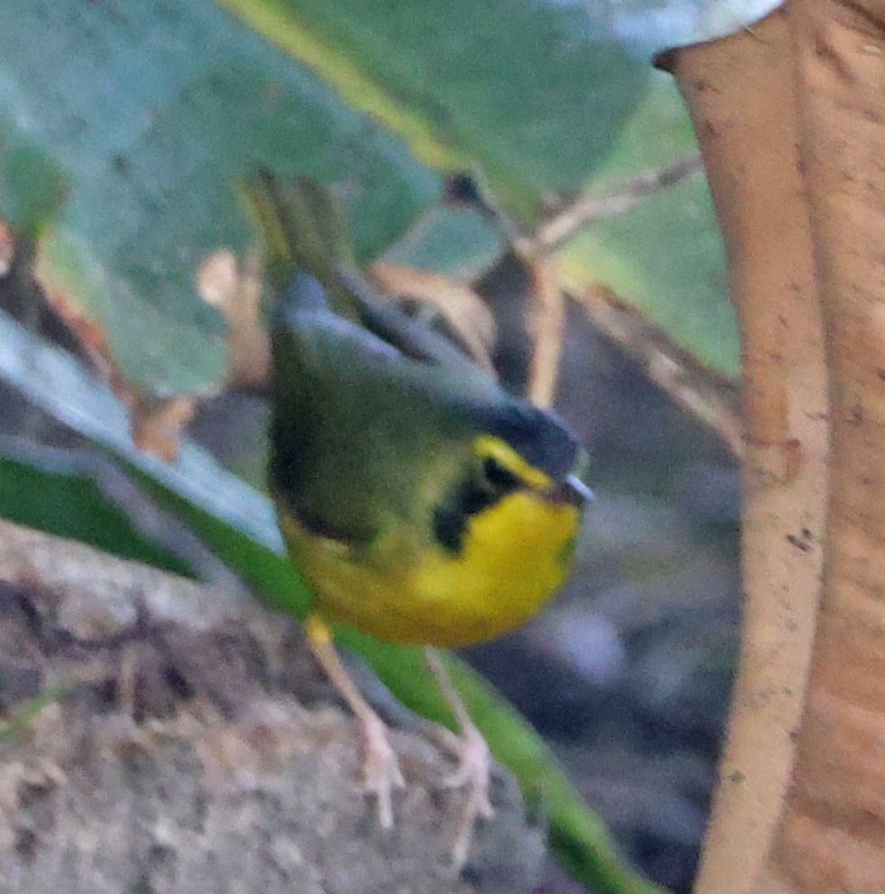 Kentucky Warbler - ML645969569