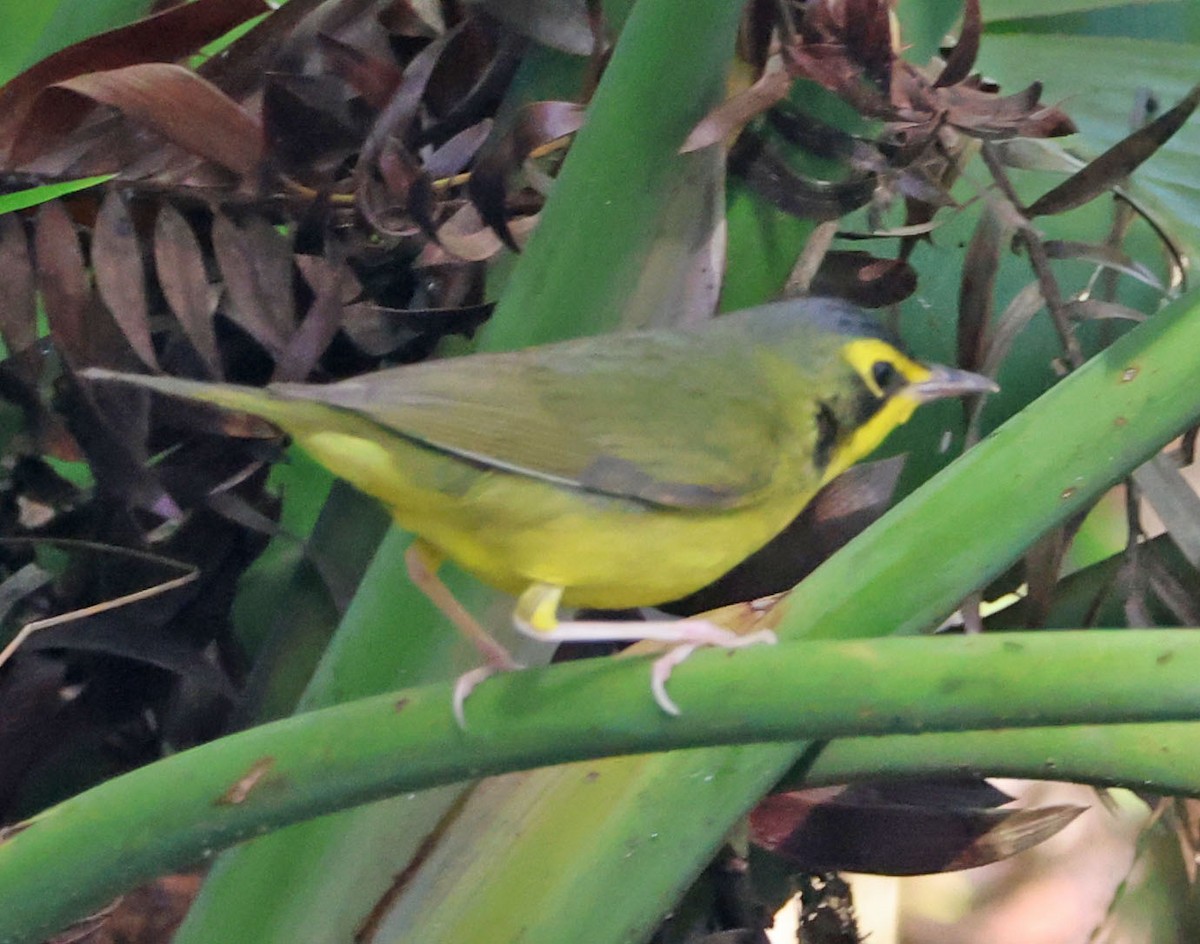 Kentucky Warbler - ML645969570