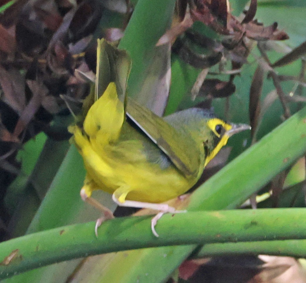 Kentucky Warbler - ML645969571