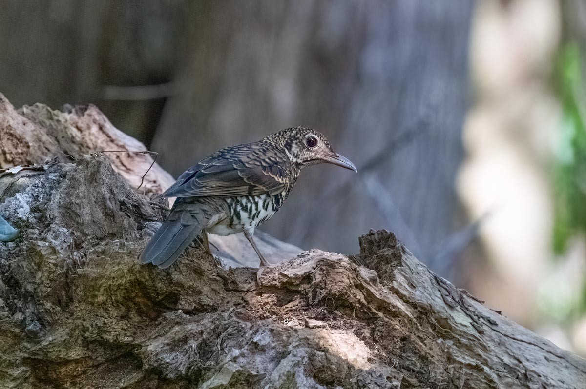 Bassian Thrush - ML645969578