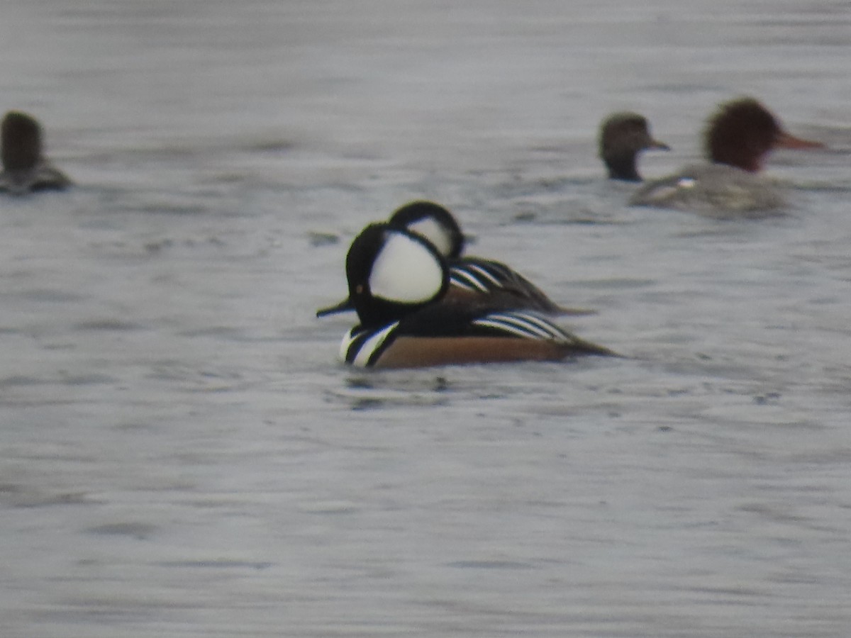Hooded Merganser - ML645969601
