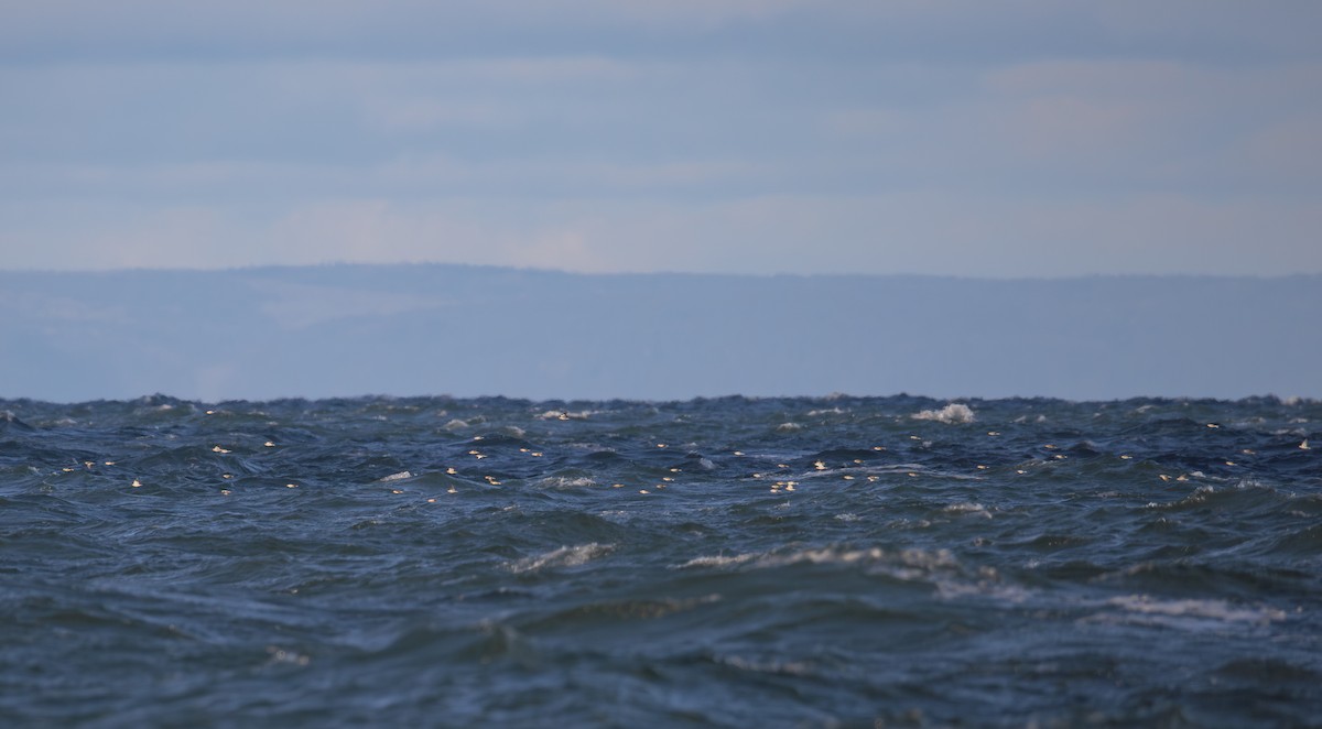 Snow Bunting - ML645969604