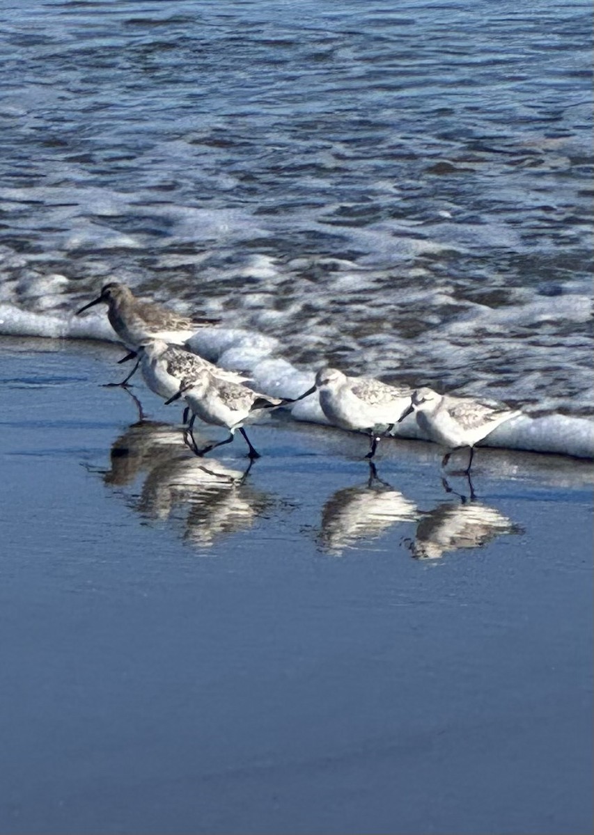 Ak Kumkuşu - ML645969608