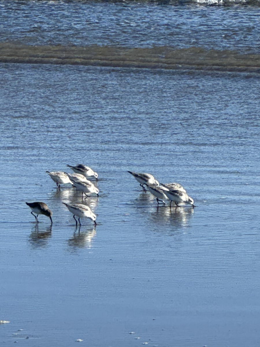 Ak Kumkuşu - ML645969609