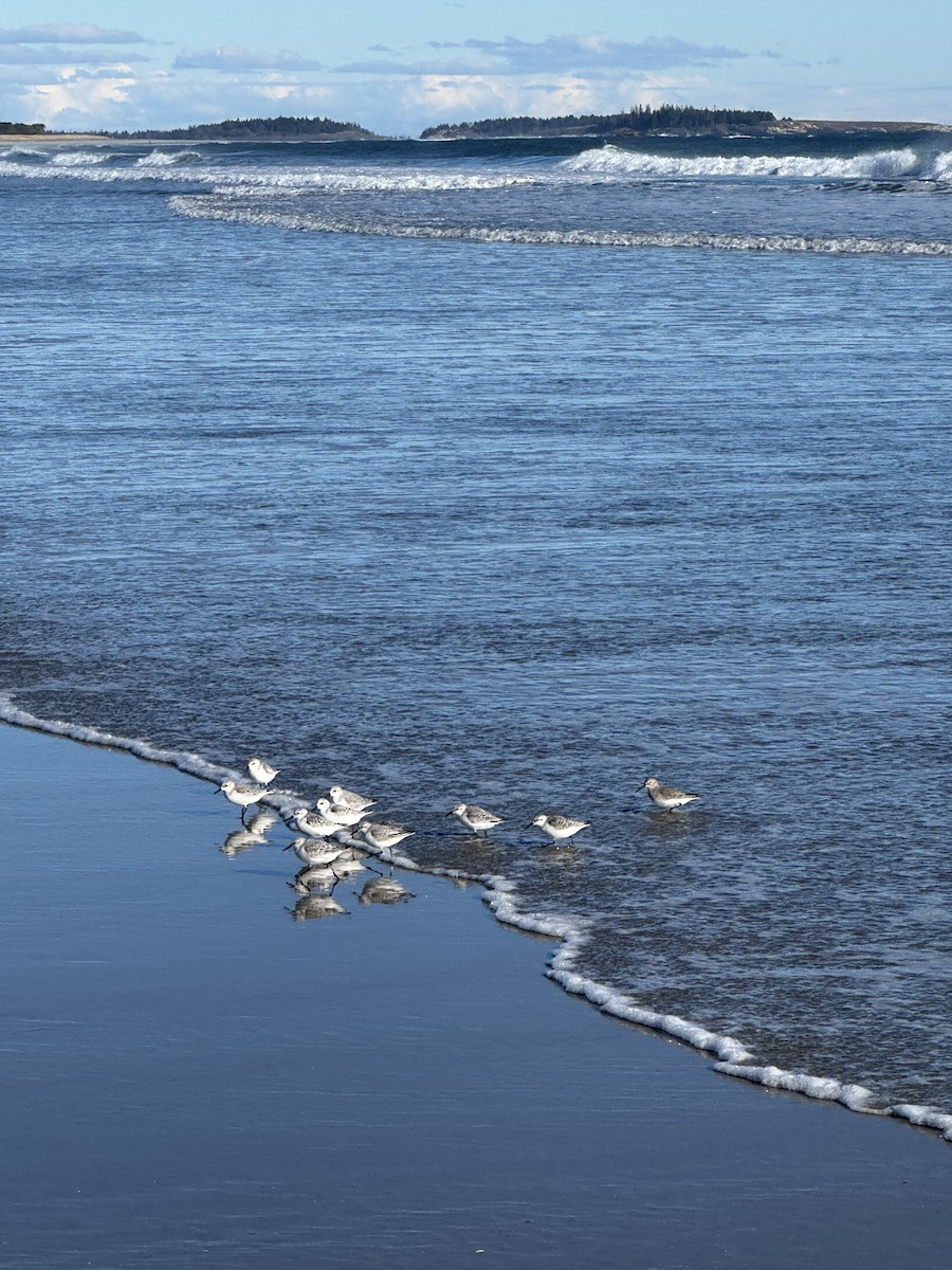 Ak Kumkuşu - ML645969612