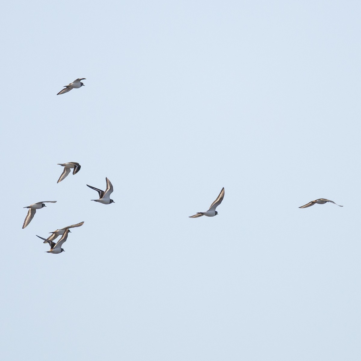 Лиска американська - ML645969617