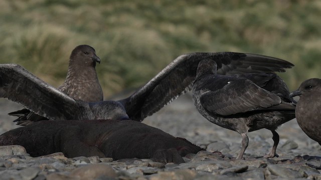 Буревісник гігантський - ML645969619