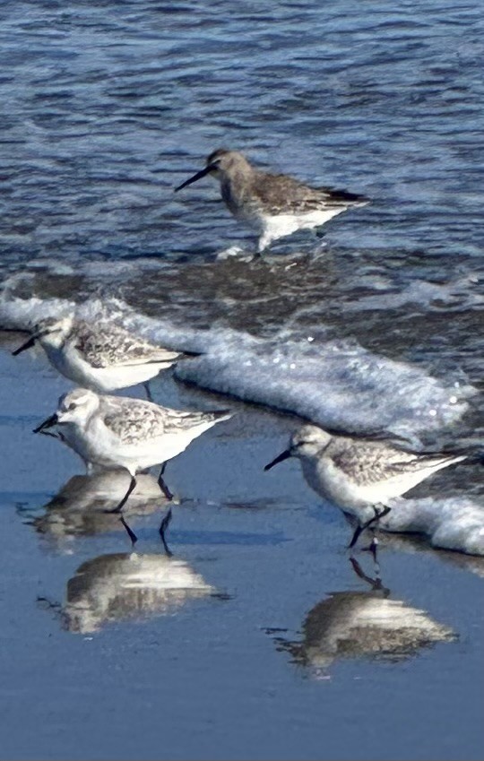 Kara Karınlı Kumkuşu - ML645969623