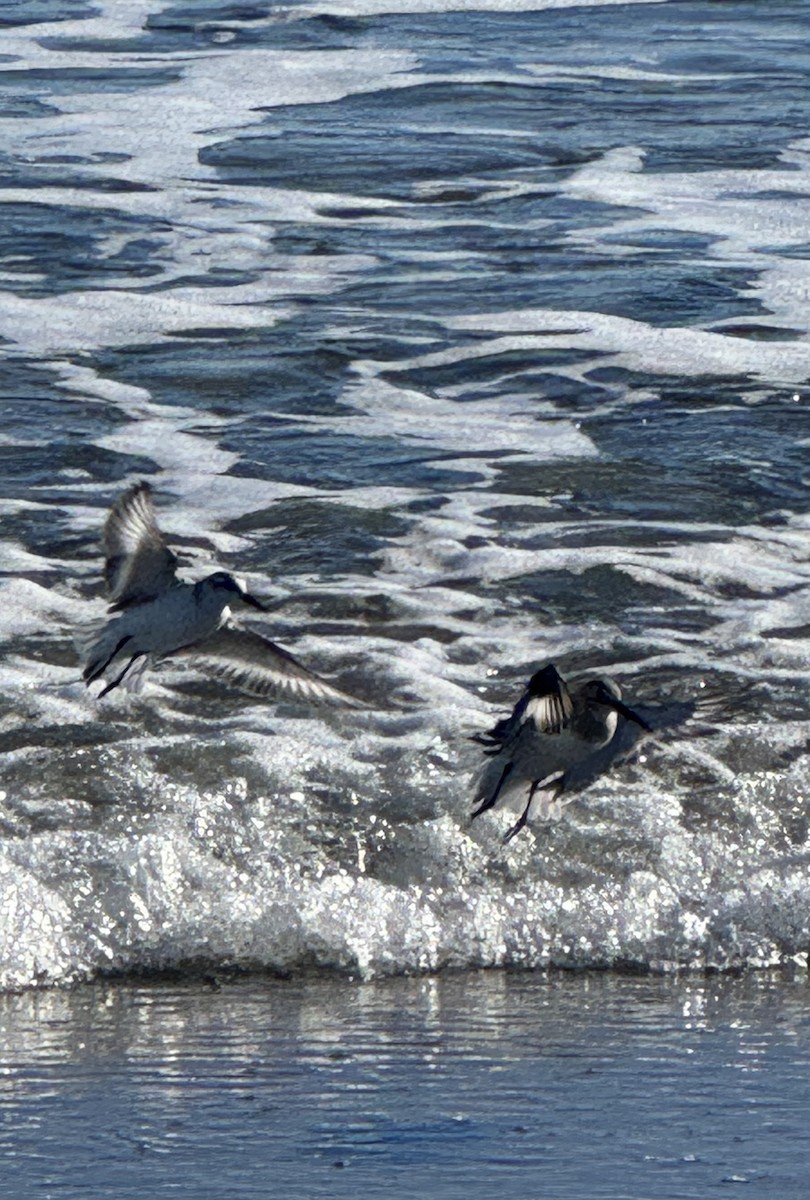 Kara Karınlı Kumkuşu - ML645969624