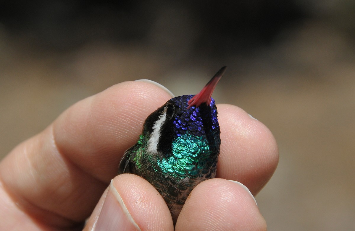 Ak Kulaklı Kolibri - ML645969635