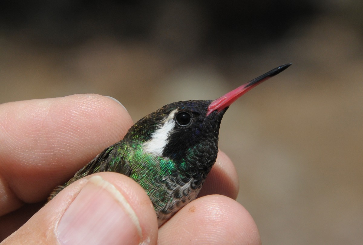 Ak Kulaklı Kolibri - ML645969640