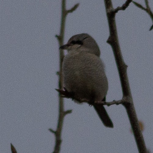 Northern Shrike - ML645969641