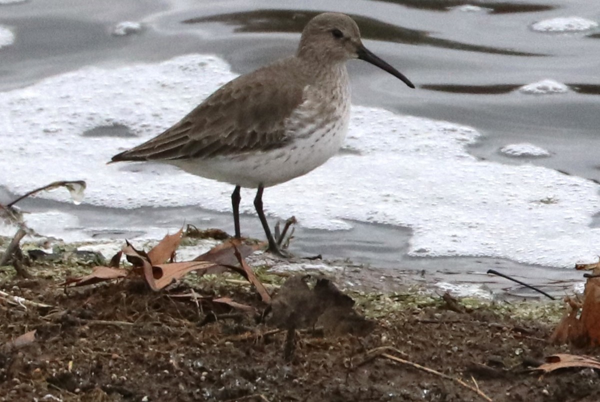 Dunlin - ML645969642