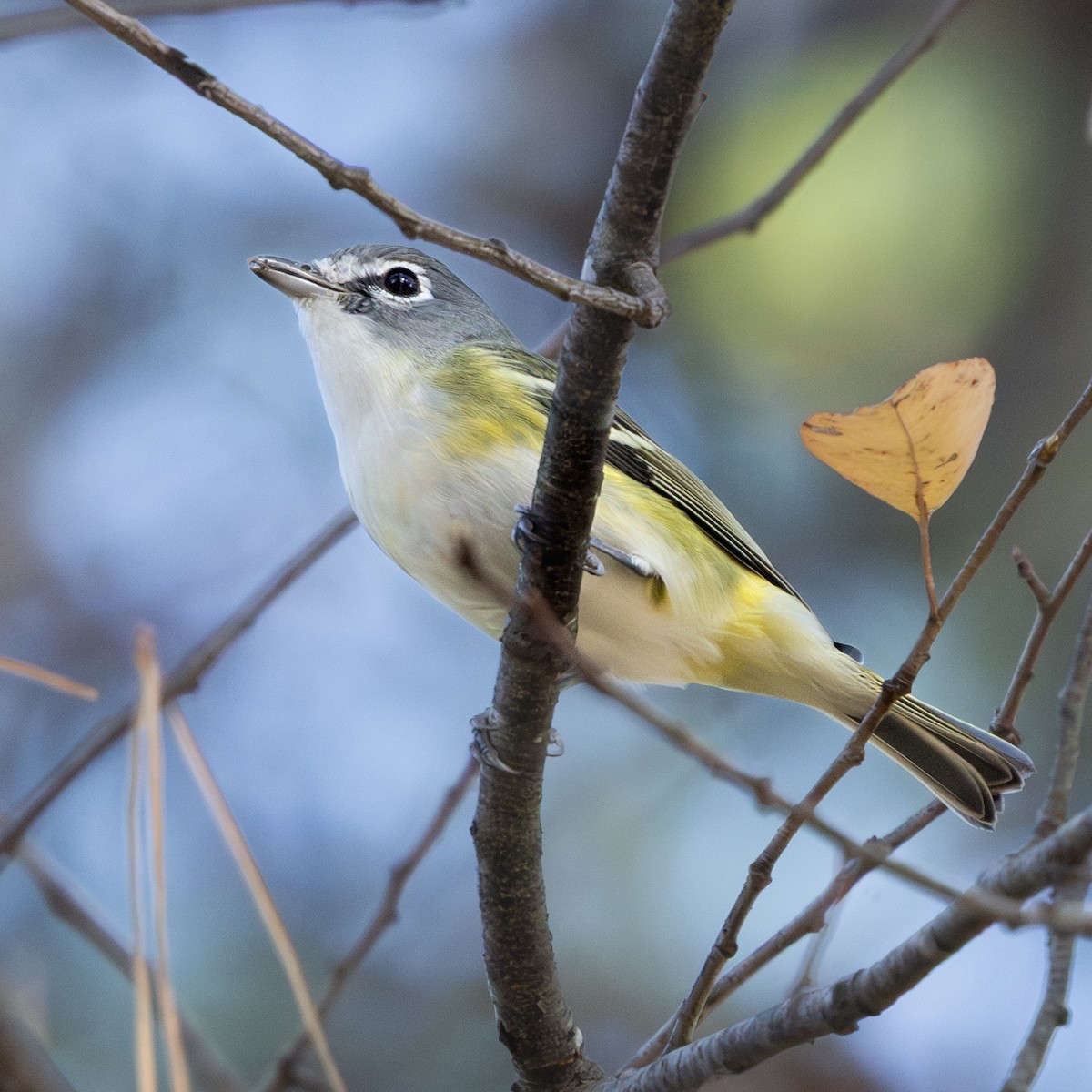 Blue-headed Vireo - ML645969652