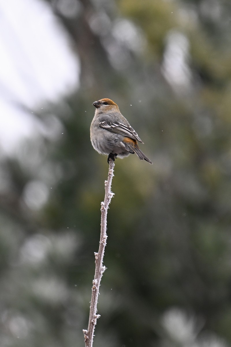 Pinu-gailupa - ML645969660