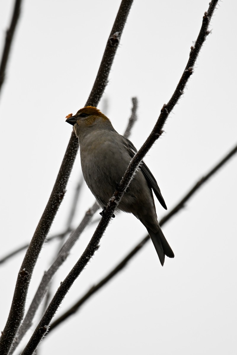 Pinu-gailupa - ML645969661