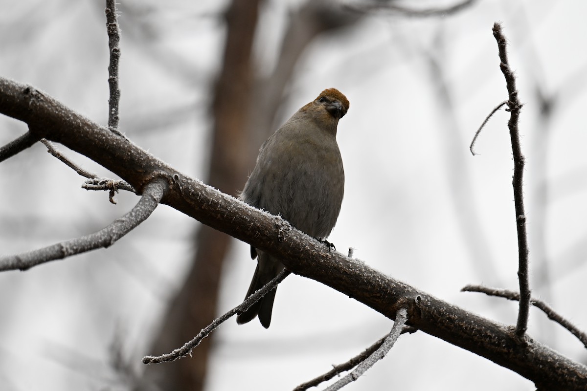 Pinu-gailupa - ML645969662