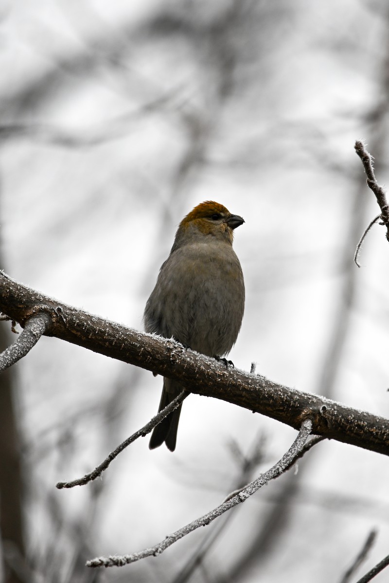 Pinu-gailupa - ML645969663