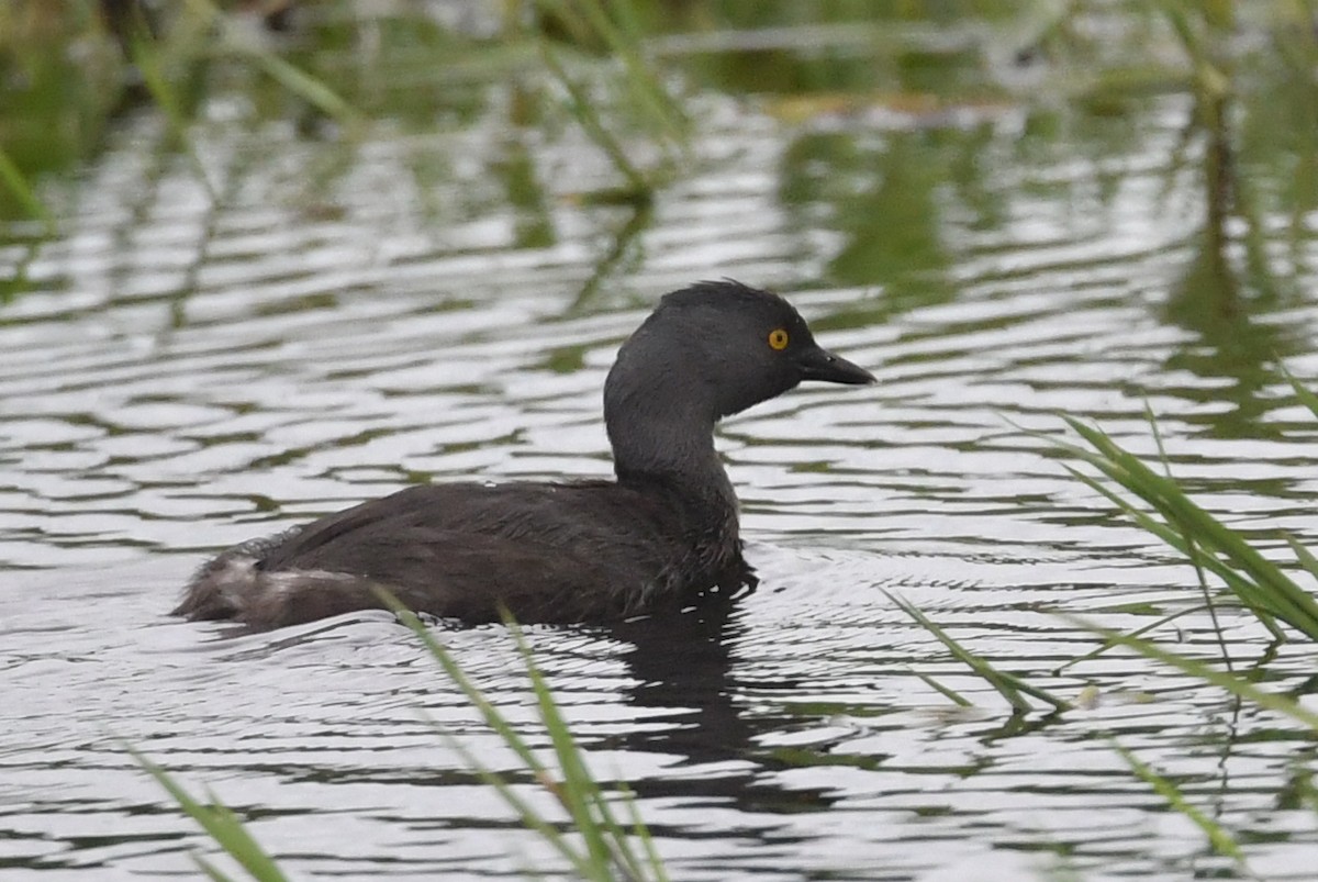 Least Grebe - ML645969668