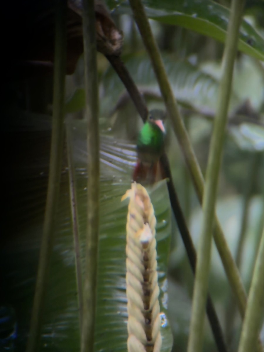 kolibřík rezavoocasý - ML645969669