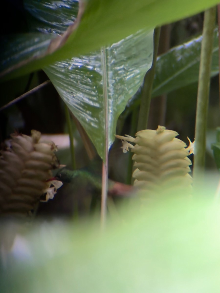 kolibřík rezavoocasý - ML645969670