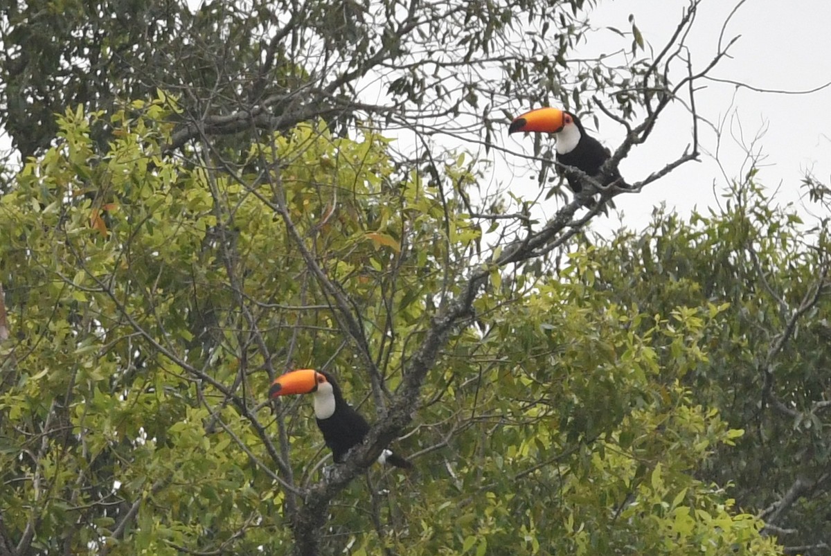 Toco Toucan - ML645969672